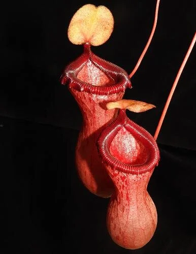 Nepenthes ventricosa Seed Grown — Scotland Carnivorous Plants